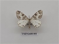 藏品(尺蛾114)的圖片